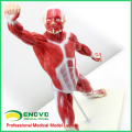 MUSCLE05(12028) Mini Size Male Muscles and Skleton Anatomy Model 12028